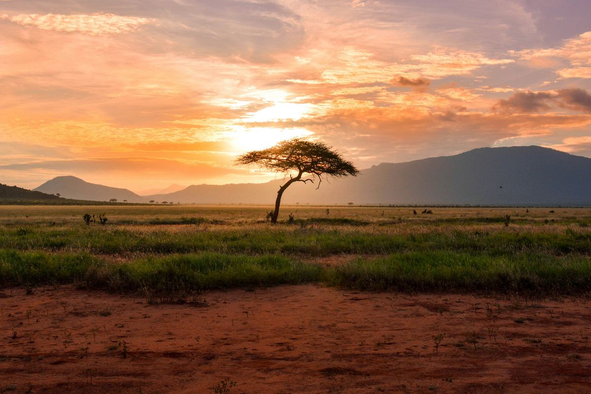 Safari & Wilderness